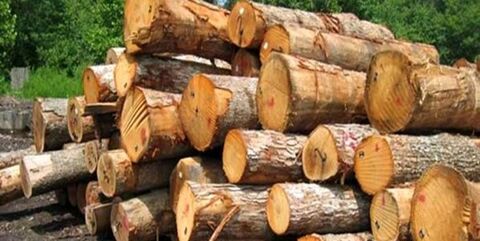 کشف ۵ تن چوب جنگلی قاچاق